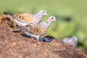 Απαγορεύεται η θήρα του τρυγονιού μέχρι την λήξη της κυνηγετικής περιόδου