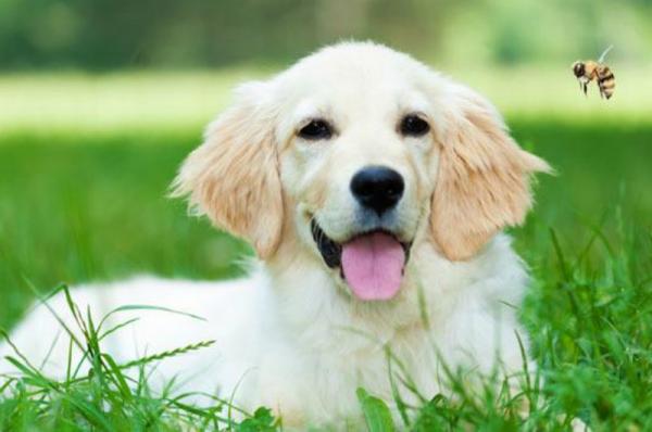 Τσιμπήματα από μέλισσα ή σφήκα στον σκύλο! Τι πρέπει να κάνουμε.