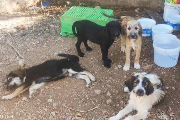 Τα κουταβάκια  από το Μετόχι Ερμιονίδας ψάχνουν σπίτι!