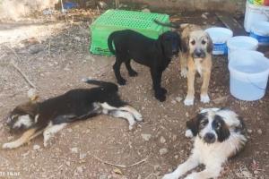 Τα κουταβάκια  από το Μετόχι Ερμιονίδας ψάχνουν σπίτι!