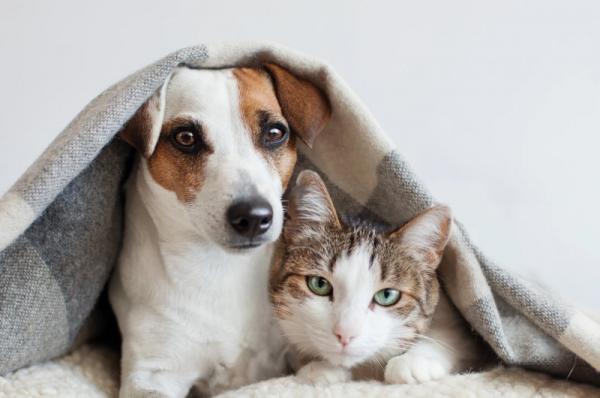 Συγκροτείται Ειδική Γραμματεία για την Προστασία των Ζώων Συντροφιάς