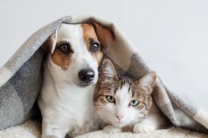 Συγκροτείται Ειδική Γραμματεία για την Προστασία των Ζώων Συντροφιάς