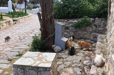 Υδραϊκή Κιβωτός:  Νέος σταθμός με ξηρά τροφή για τις αδέσποτες γάτες