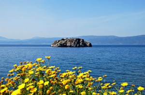 Της μαργαρίτας το κίτρινο χρώμα