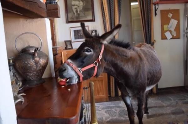 Ταξιδεύουν στην Ύδρα τα «Πλάνα με ουρά» - Δείτε την εκπομπή της ΕΡΤ2 την Κυριακή 31 Οκτωβρίου