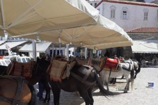 Επιστολή Γ. Κουκουδάκη στον Υπουργό Αγροτ. Ανάπτυξης για αποζημίωση αγωγιατών εξαιτίας του καύσωνα