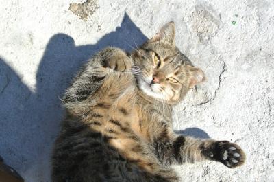 Eπιστημονική έρευνα επιβεβαιώνει ότι οι γάτες μπορούν να αναγνωρίσουν το όνομά τους!