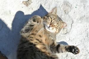 Eπιστημονική έρευνα επιβεβαιώνει ότι οι γάτες μπορούν να αναγνωρίσουν το όνομά τους!