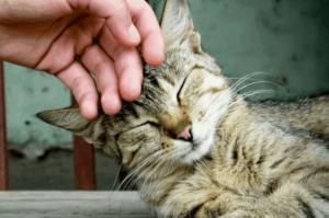 Πρόγραμμα στειρώσεων  και ηλεκτρονικής καταγραφής αδέσποτων ζώων από τον Δήμο Ύδρας - Ενημέρωση