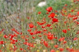 Η Αργία της Πρωτομαγιάς μεταφέρεται στις 3 Μαΐου