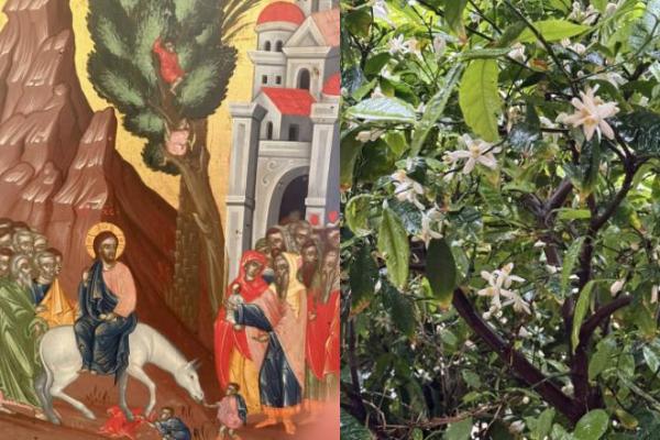 Ανακοίνωση   Ιερών Ακολουθιών Μεγάλης Εβδομάδας στον Ι. Ενοριακό Ναό Αγίου Δημητρίου Ύδρας