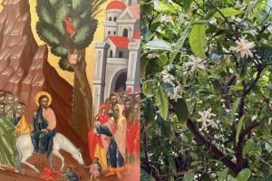 Ανακοίνωση   Ιερών Ακολουθιών Μεγάλης Εβδομάδας στον Ι. Ενοριακό Ναό Αγίου Δημητρίου Ύδρας