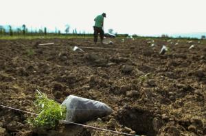 Προκήρυξη για υποβολή αιτήσεων για την «Ανάπτυξη μικρών γεωργικών εκμεταλλεύσεων»