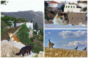 Ανακοίνωση της «Κιβωτού της Ύδρας» για τις πρόσφατες δράσεις της και ενημέρωση των πολιτών