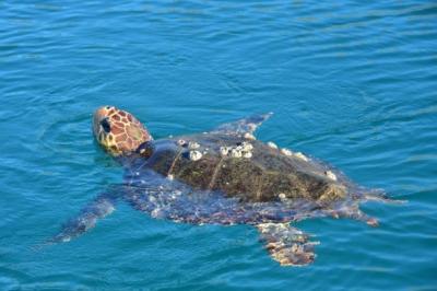 Πλαστικά στο 70% των θαλάσσιων χελωνών του «ΑΡΧΕΛΩΝ»