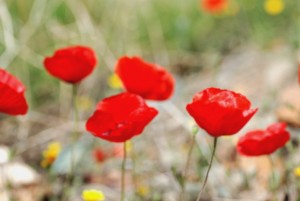 Με τη φλόγα της ελπίδας