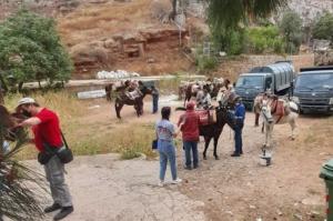 Ξεκίνησε η δράση του Δήμου Ύδρας για τη δωρεάν παροχή Κτηνιατρικής Φροντίδας των Ιπποειδών