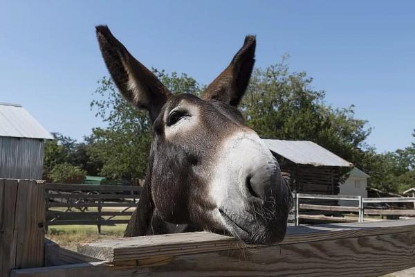 Νομοθετική ρύθμιση  από την Κομισιόν για την προστασία των ιπποειδών, μετά από περιστατικά κακοποίησης