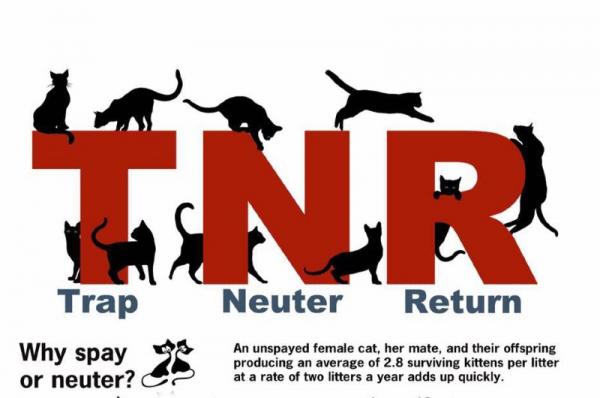 Υδραϊκή Κιβωτός:  Διήμερο στειρώσεων στις 19 και 20 Φεβρουαρίου για τις αδέσποτες γάτες του νησιού