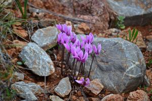 Η «άθικτη» Ύδρα της ζωής σου