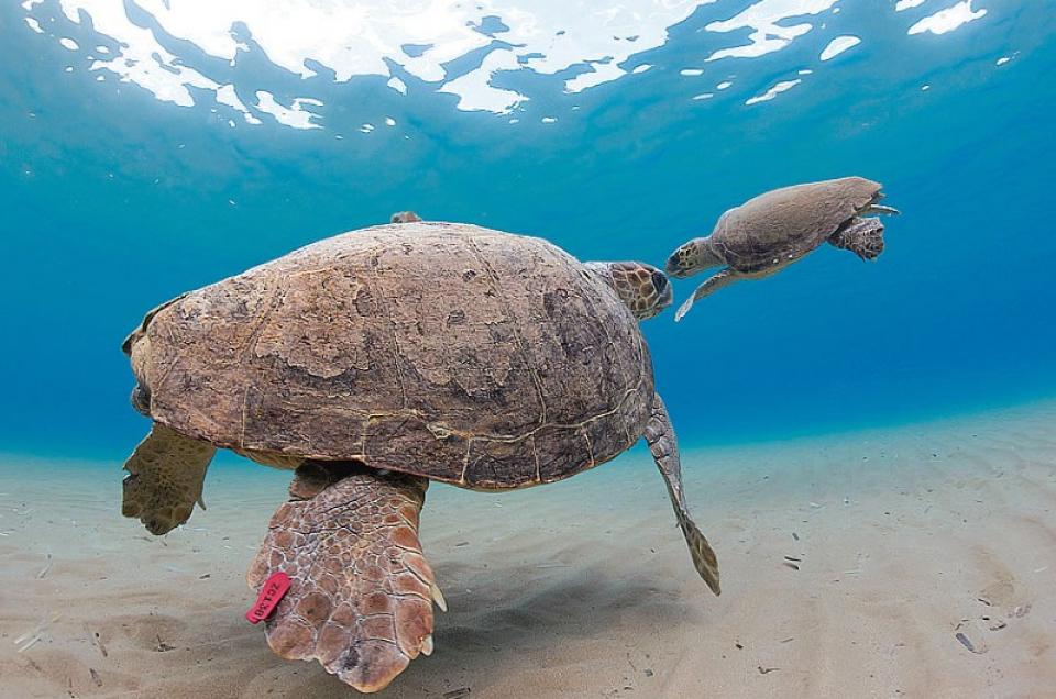 Παγκόσμια ημέρα  θαλάσσιων χελωνών - Η caretta-caretta μπορεί να ωοτοκεί για τουλάχιστον 33 χρόνια