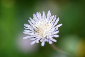 Το λουλούδι  που βιάστηκε να φέρει την Άνοιξη