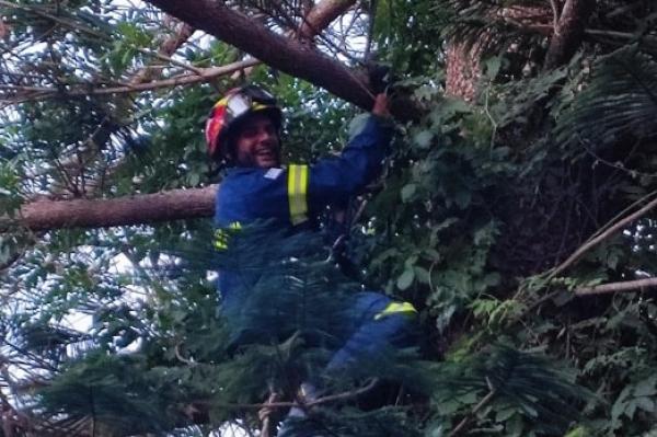 Εθελοντικό Πυροσβεστικό Κλιμάκιο Ύδρας | Διάσωση γάτας από εγκλωβισμό της σε πολύ ψηλό δέντρο