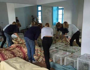 Ξεκίνησε η φροντίδα της στείρωσης των γατών από την «Κιβωτό της Ύδρας»