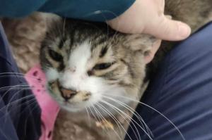 Ολοκληρώθηκε το πρόγραμμα των στειρώσεων, περιθάλψεων και εμβολιασμού των αδέσποτων ζώων του Δήμου Ύδρας