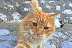 Χρόνια πολλά, γατούλες της Ύδρας! Σήμερα είναι η παγκόσμια μέρα του εορτασμού σας!