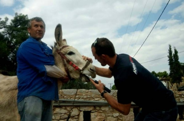 Ξεκίνησε η δωρεάν παροχή φροντίδας των ιπποειδών