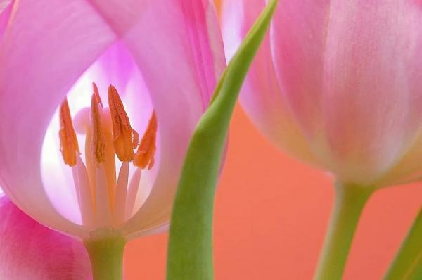 10 φυτά  με υπέροχα λουλούδια για ανθοδέσμη