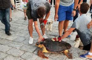 Διάσωση θαλάσσιας χελώνας στην Ύδρα