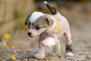 Μικρές πατούσες - Μεγάλες καρδιές | H γοητεία  των μικρότερων φυλών των σκύλων