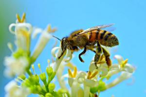 Μέλισσες:   Ποιο επιβλαβές για τους επικονιαστές φυτοφάρμακο περιορίζεται
