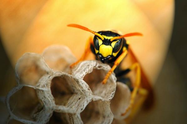 Ενδείξεις ότι οι σφήκες συμπεριφέρονται με (ανθρώπινη) λογική