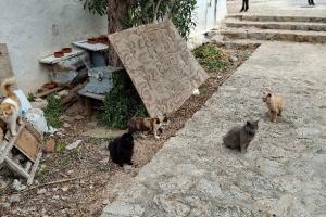 Σήμα κινδύνου  από την Υδραϊκή Κιβωτό: Zητούν παρέμβαση του Δήμου για βανδαλισμένο σταθμό σίτισης των γατών