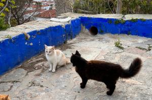 Υδραϊκή Κιβωτός:  Ολοκληρώθηκε το πρόγραμμα στειρώσεων και σημάνσεων με μικροτσίπ στις αδέσποτες γάτες της Ύδρας