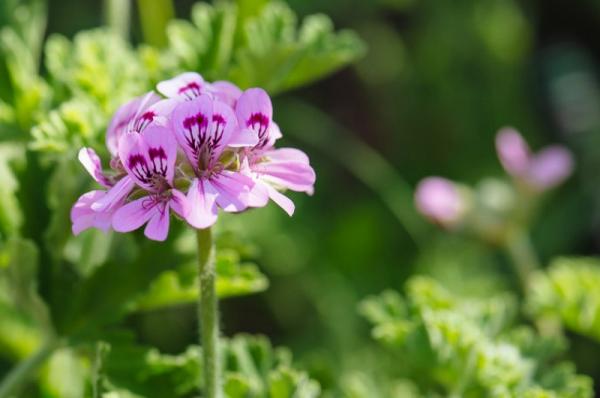 Τα 10 φυτά που διώχνουν τα κουνούπια