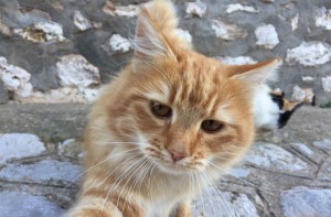 Ημέρα φροντίδας και θεραπείας γατών από την "Υδραϊκή Κιβωτό"