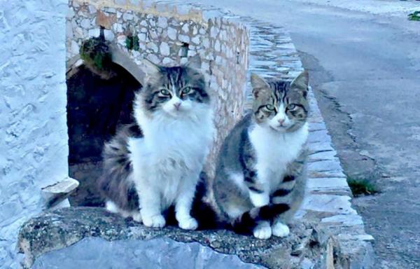 Αιχμηρό δελτίο τύπου της "Κιβωτού της Ύδρας" για το μέλλον των ζώων του νησιού