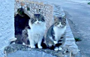 Αιχμηρό δελτίο τύπου της "Κιβωτού της Ύδρας" για το μέλλον των ζώων του νησιού