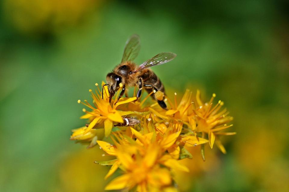 Παγκόσμια ημέρα μέλισσας: Γιατί εξαρτόμαστε όλοι από αυτές
