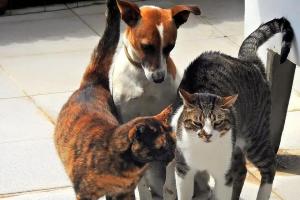 Διευρύνεται με επτά νέες ψηφιακές υπηρεσίες το Εθνικό Μητρώο Ζώων Συντροφιάς