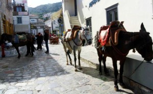 Η αναγκαιότητα οργανωμένου σημείου σταβλισμού των ζώων