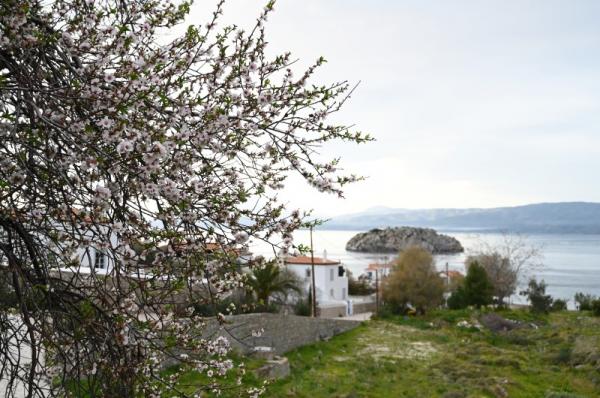 Άνθη με δύναμη ψυχής και αγάπης