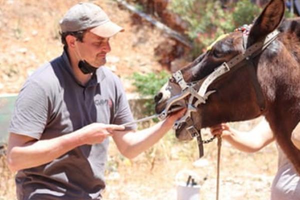 Πρόγραμμα φροντίδας  για τα ιπποειδή από τον Δήμο Ύδρας σε συνεργασία με την ANIMAL ACTION HELLAS