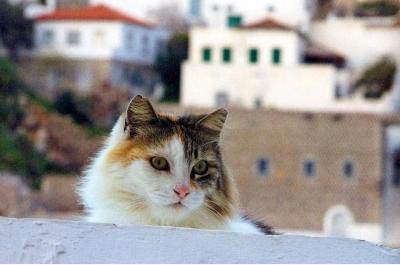 Ανακοίνωση του Φιλοζωικού Σωματείου "Υδραϊκή Κιβωτός" για την ευζωία των αδέσποτων του νησιού και την σωστή μεταχείρισή τους