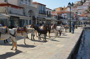 Ανακοίνωση του Δήμου Ύδρας για τα ιπποειδή του νησιού