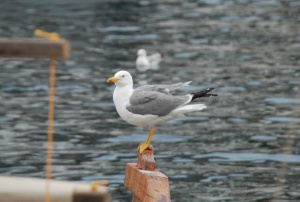 Ο γλάρος της γαλήνης